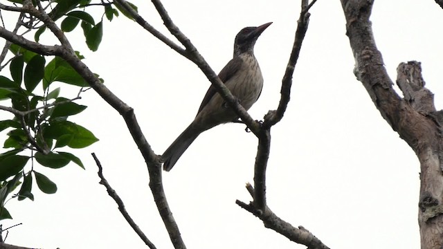 Brown Oriole - ML201830831