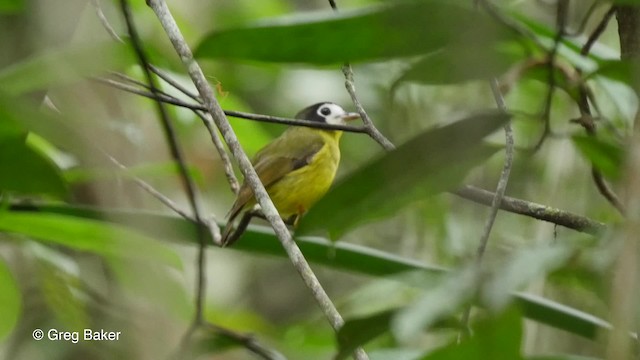 White-faced Robin - ML201830881