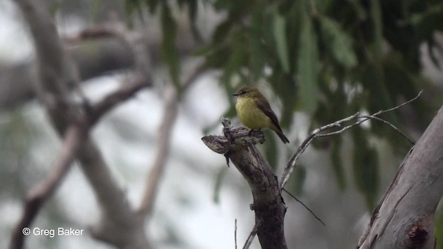 Lemon-bellied Flyrobin (Lemon-bellied) - ML201830911