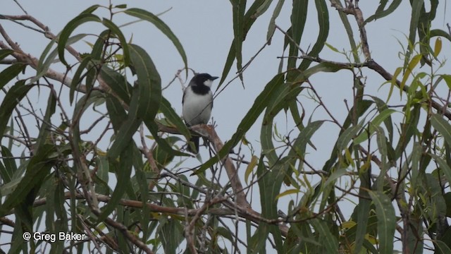 White-bellied Whistler - ML201830931