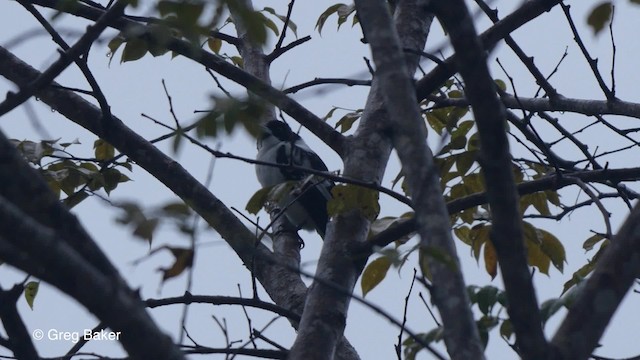 Black-backed Butcherbird - ML201830941