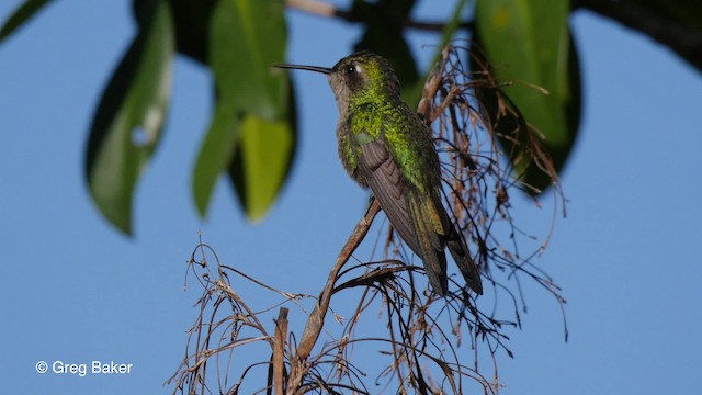 kolibřík kubánský - ML201830951