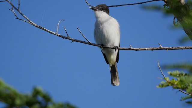 Büyük Antil Tiranı [caudifasciatus grubu] - ML201830961