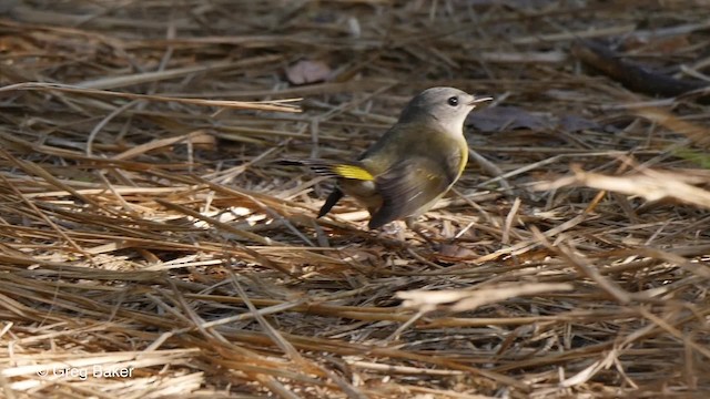 American Redstart - ML201830991