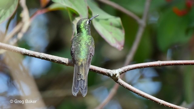 kolibřík kubánský - ML201831101