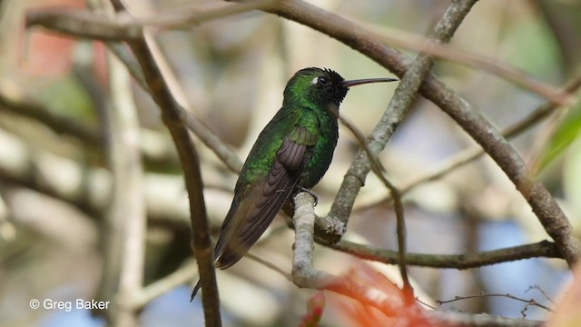 Cuban Emerald - ML201831111