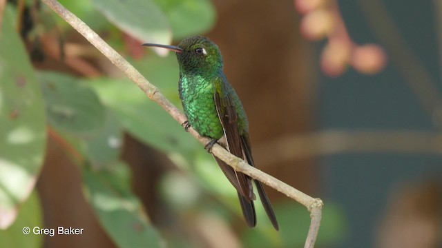 Cuban Emerald - ML201831121