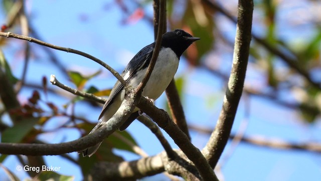 Black-throated Blue Warbler - ML201831131