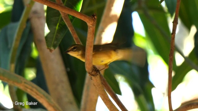 Black-throated Blue Warbler - ML201831161