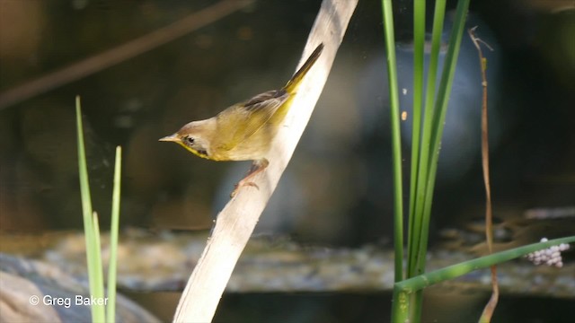 Common Yellowthroat (trichas Group) - ML201831171