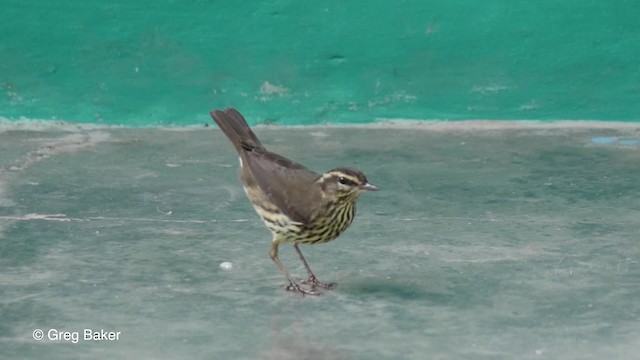 Northern Waterthrush - ML201831181