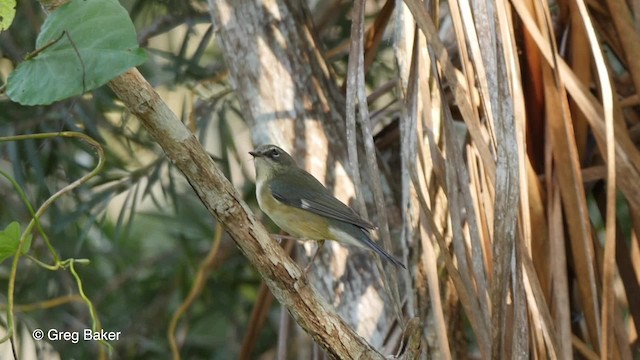 Black-throated Blue Warbler - ML201831211