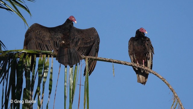 Turkey Vulture (Northern) - ML201831221