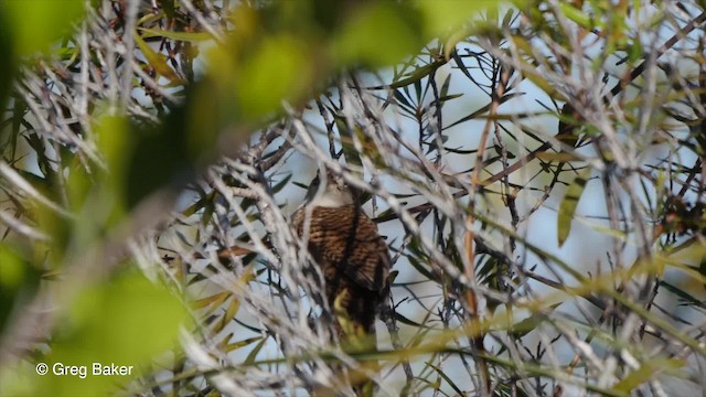 Zapata Wren - ML201831251