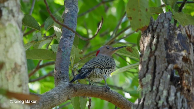 Northern Flicker (Cuban) - ML201831271