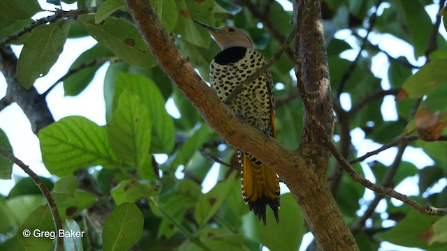 Carpintero Escapulario (chrysocaulosus) - ML201831281