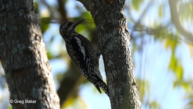 Yellow-bellied Sapsucker - ML201831311