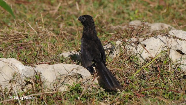 Smooth-billed Ani - ML201831321