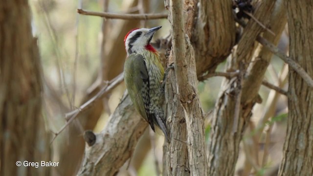 Carpintero Tajá - ML201831331