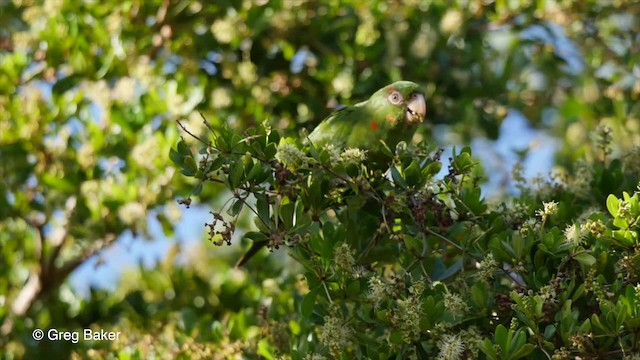 Aratinga Cubana - ML201831341