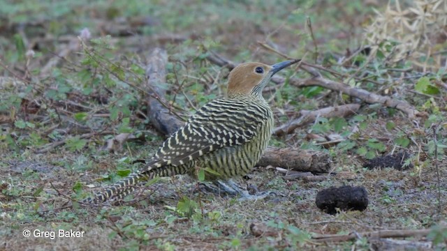 Декол кубинський - ML201831351