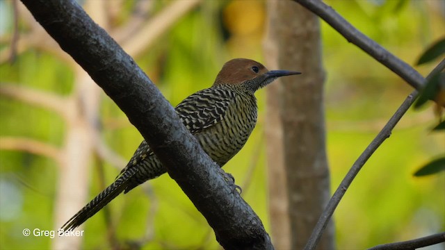 Декол кубинський - ML201831361