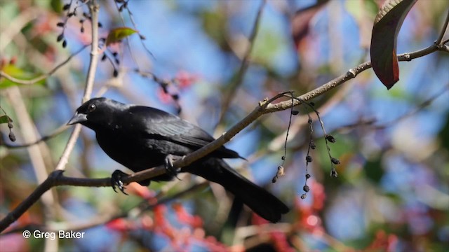 Cuban Blackbird - ML201831371