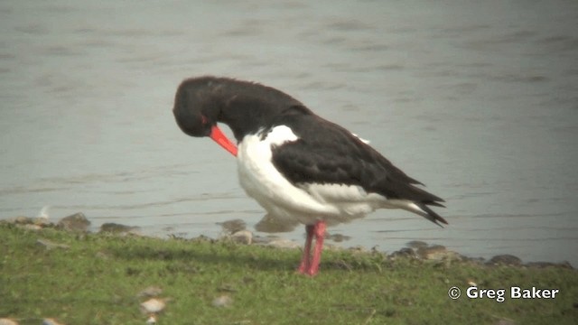 Eurasian Oystercatcher (Western) - ML201831411