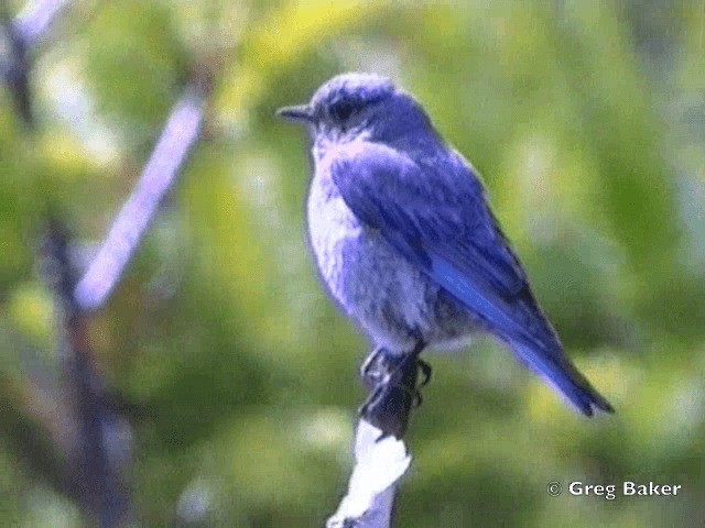 Western Bluebird - ML201831421