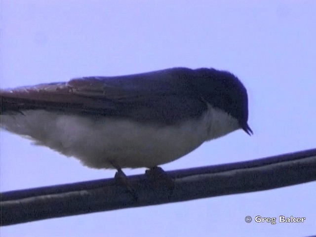 Golondrina Bicolor - ML201831431