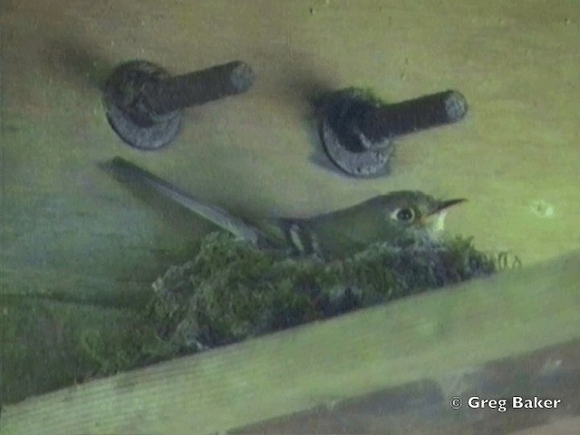 Western Flycatcher (Pacific-slope) - ML201831481