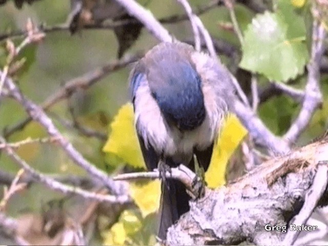 California Scrub-Jay - ML201831491