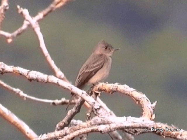 Western Wood-Pewee - ML201831501