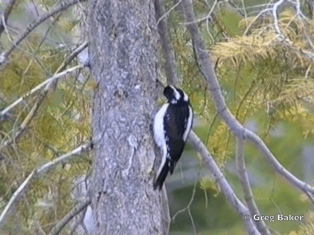 Hairy Woodpecker (Rocky Mts.) - ML201831521