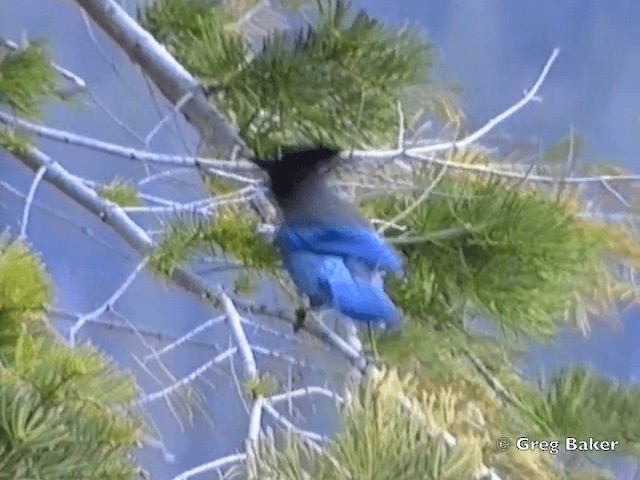 Steller's Jay (Coastal) - ML201831531