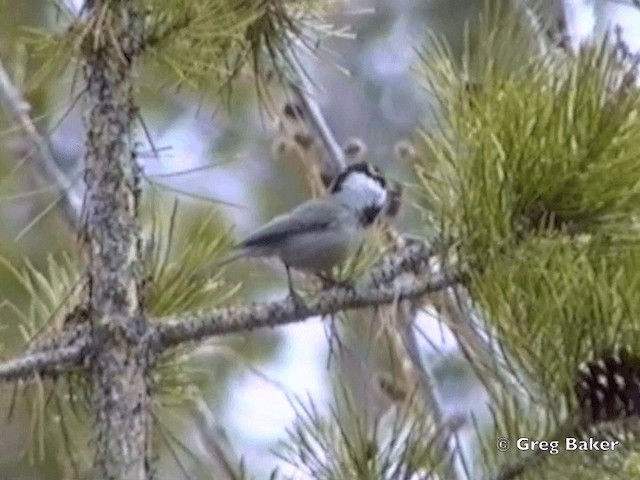 Mésange de Gambel (groupe gambeli) - ML201831541