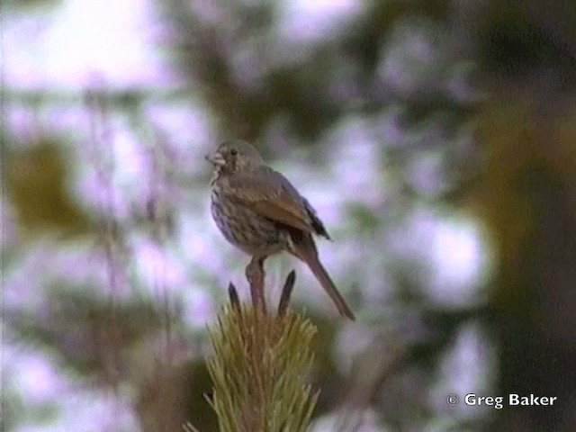 Fox Sparrow (Thick-billed) - ML201831551