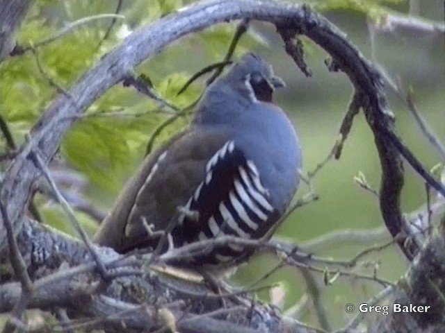 Mountain Quail - ML201831571