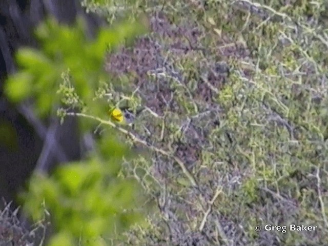 Paruline à tête jaune - ML201831581