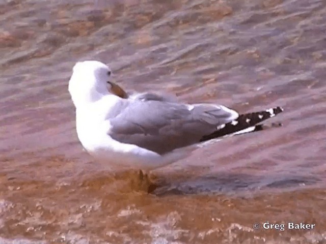 California Gull (californicus) - ML201831621