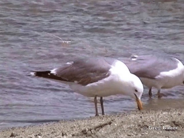 Goéland de Californie (californicus) - ML201831631