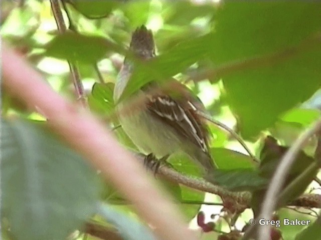 Yellow-bellied Elaenia - ML201831731