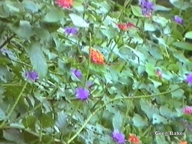 Tufted Coquette - ML201831741