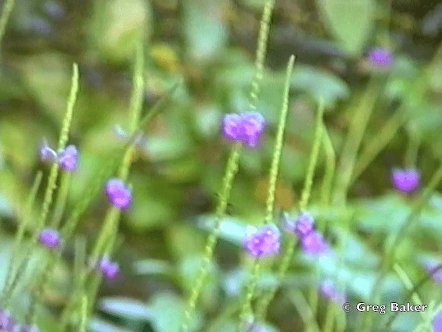Tufted Coquette - ML201831751