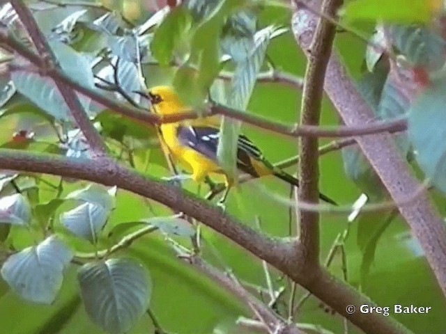 Oriole jaune - ML201831771