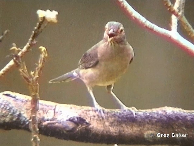 Spectacled Thrush - ML201831811