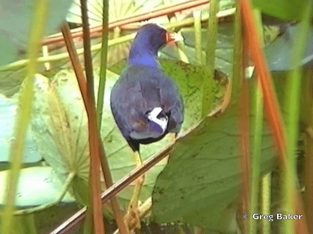 Purple Gallinule - ML201831831