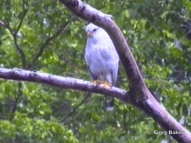 Gray-lined Hawk - ML201831841