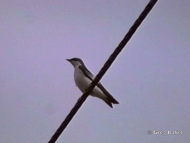 White-winged Swallow - ML201831861