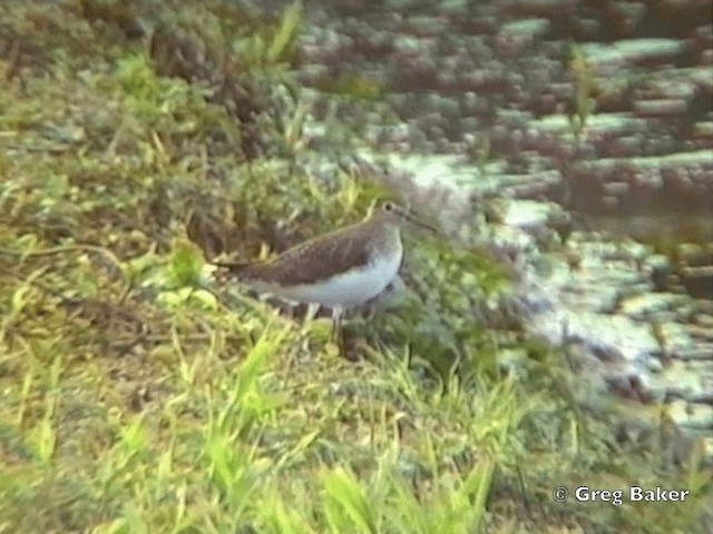 Solitary Sandpiper - ML201831881